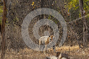 wild huge male bengal tiger panthera tigris walking head on territory stroll in summer season morning safari or tour in dry forest