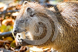 Wild hutia