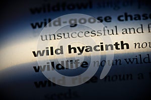 Wild hyacinth