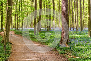 wild hyacinth flowers blooming in the Hallerbos forest in spring time, Belgium