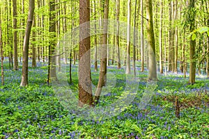 wild hyacinth flowers blooming in the Hallerbos forest in spring time, Belgium