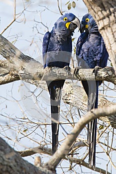 Wild Hyacinth Macaw Pair Whispering to Each Other in Tree