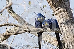 Wild Hyacinth Macaws Investigating from Up in Tree