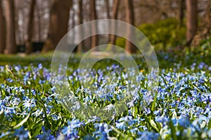 Wild hyacinths in forest