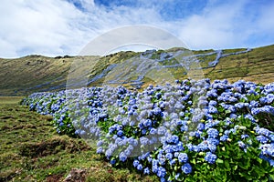 Wild hydrangea, Azores Island, Portugal