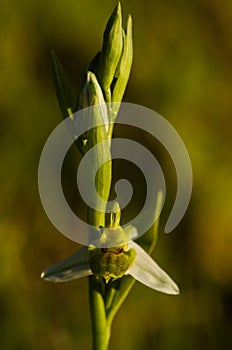 Wild hypochromic Bee Orchid flower stem - Ophrys apifera