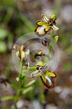 Wild hypochromic Mirror Bee orchid - Ophrys speculum