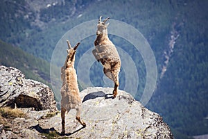 Wild ibex fighting on the rock. Italian Alps. Gran Paradiso National Park, Italy