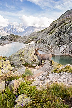 Wild Ibex in Front of Iconic Mont-Blanc Mountain and High Altitude Lake on a Sunny Day