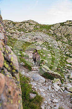 Wild Ibex in Rocky Alpine Mountains