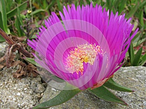 Wild ice or hottentot plant