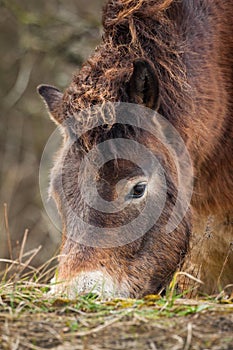 Wild Icelandic Exmoor pony grazing