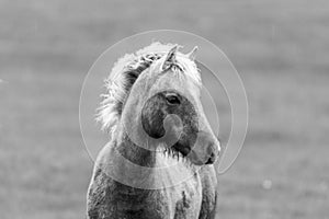 Wild icelandic horse portrait.