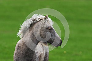 Wild icelandic horse portrait.