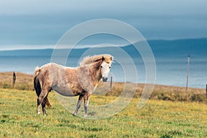 Wild icelandic horse portrait.