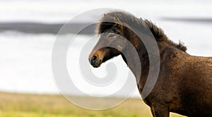 Wild icelandic horse portrait.