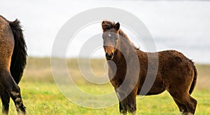 Wild icelandic horse portrait.