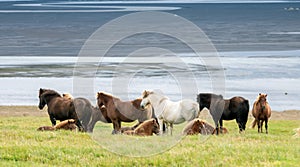 Wild icelandic horse portrait.