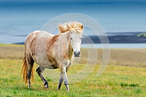 Wild icelandic horse portrait.