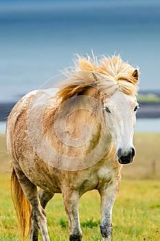 Wild icelandic horse portrait.
