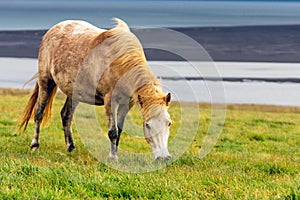 Wild icelandic horse portrait.