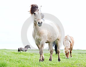 Wild Icelandic horses photo