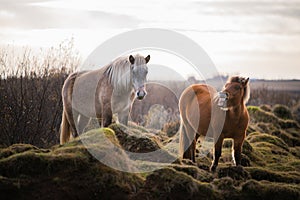 Wild icelandic horses roaming grasslands