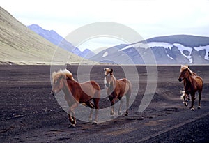 Wild Iclandic Horses