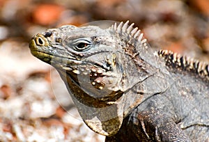 Wild iguana