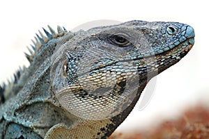 Wild iguana
