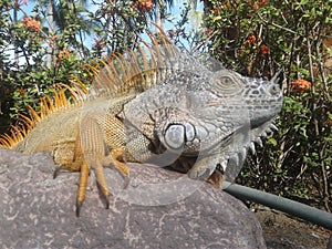 Wild Iguana