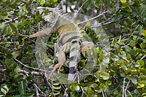 Wild iguana