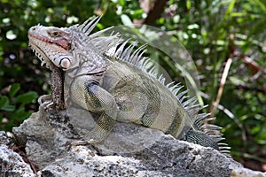 Wild Iguana in the Bahamas