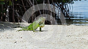 Wild Iguana close up on a Key Largo beach Florida, US