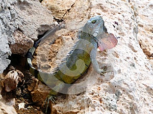Wild iguana in closeup in the caribbean