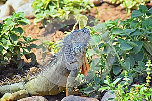 Wild Iguana eating plant leaves out of an herb garden in Puerto Vallarta Mexico. Ctenosaura pectinata, commonly known as the Mexic