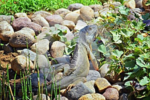 Wild Iguana eating plant leaves out of an herb garden in Puerto Vallarta Mexico. Ctenosaura pectinata, commonly known as the Mexic