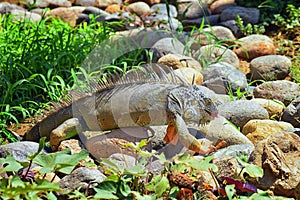 Wild Iguana eating plant leaves out of an herb garden in Puerto Vallarta Mexico. Ctenosaura pectinata, commonly known as the Mexic