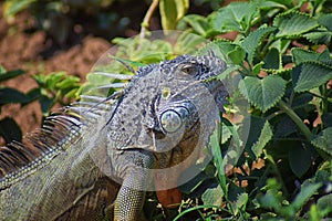 Wild Iguana eating plant leaves out of an herb garden in Puerto Vallarta Mexico. Ctenosaura pectinata, commonly known as the Mexic