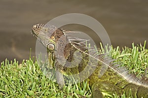 wild iguana lizard in wildlife. iguana lizard outdoor. photo of iguana lizard. iguana lizard reptile