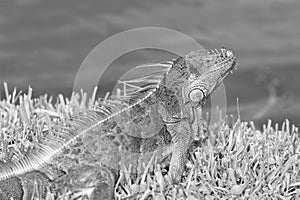 wild iguana lizard in wildlife. iguana lizard outdoor. photo of iguana lizard. iguana lizard reptile