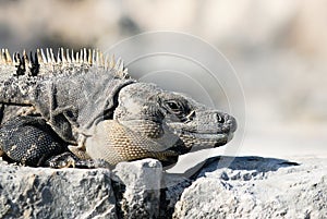 Wild iguana portrait