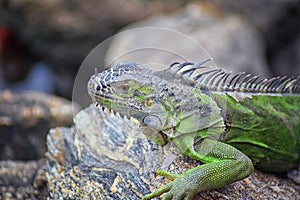 Wild Iguana resting at dusk on rocks in Marina Vallarta in Puerto Vallarta Mexico. Ctenosaura pectinata, commonly known as the Me