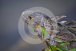 Wild Iguana resting at dusk on rocks in Marina Vallarta in Puerto Vallarta Mexico. Ctenosaura pectinata, commonly known as the Me