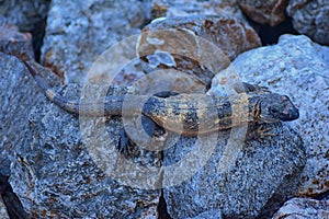 Wild Iguana resting at dusk on rocks in Marina Vallarta in Puerto Vallarta Mexico. Ctenosaura pectinata, commonly known as the Me