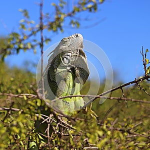 Wild Iguana in St Marten Island