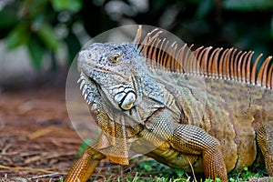 A wild iguana wandered around in a garden