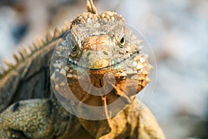 Wild iguanas look at you