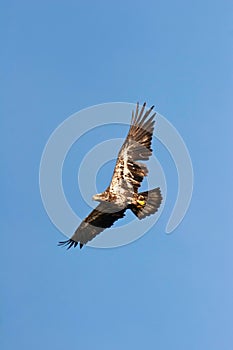 Wild Immature Bald Eagle in Flight