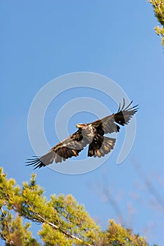 Wild Immature Bald Eagle In Flight